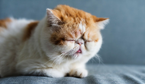 My Pet Seems Tired, But Is It Just the Heat? How to Spot Dehydration Before It&rsquo;s Dangerous