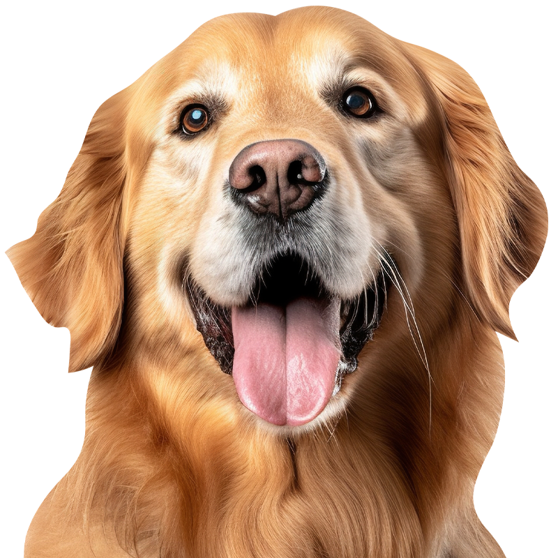 Happy golden retriever with shiny golden fur and warm brown eyes