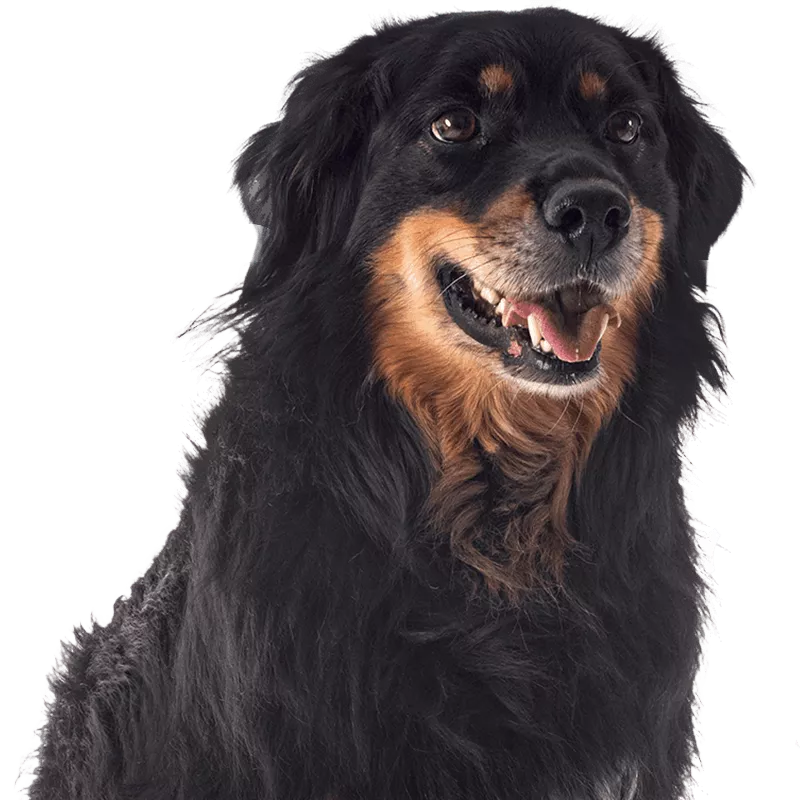 fluffy brown cute dog